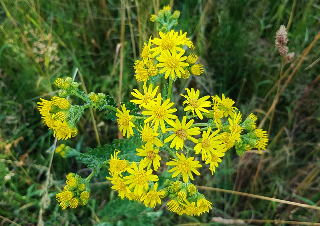 Greiskraut, Kreuzkraut, Jakobskraut, Jakobs-Greiskraut, Senecio, Senecio jacobaea