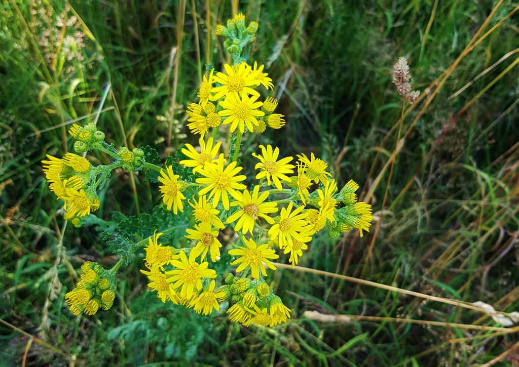 Greiskraut, Kreuzkraut, Jakobskraut, Jakobs-Greiskraut, Senecio, Senecio jacobaea