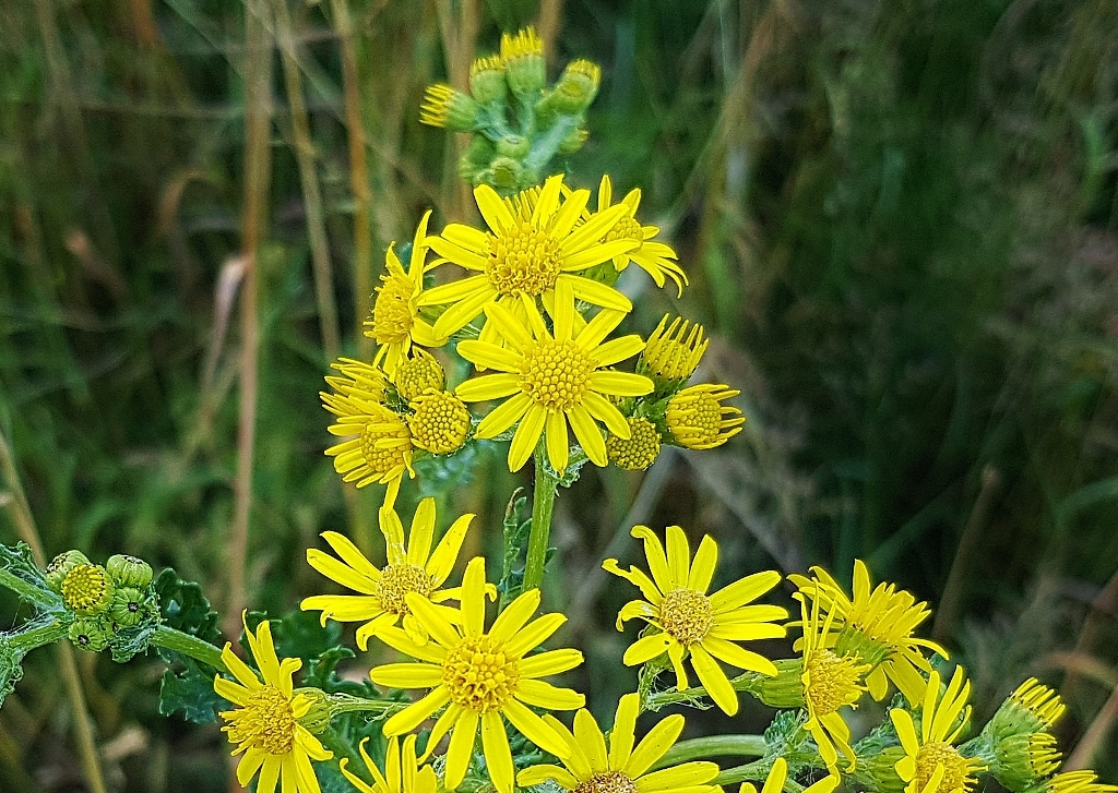 Greiskraut, Kreuzkraut, Jakobskraut, Jakobs-Greiskraut, Senecio, Senecio jacobaea