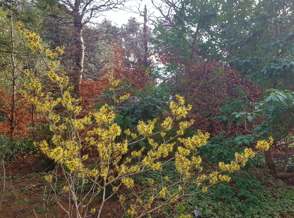 Zaubernuss, Hamamelis