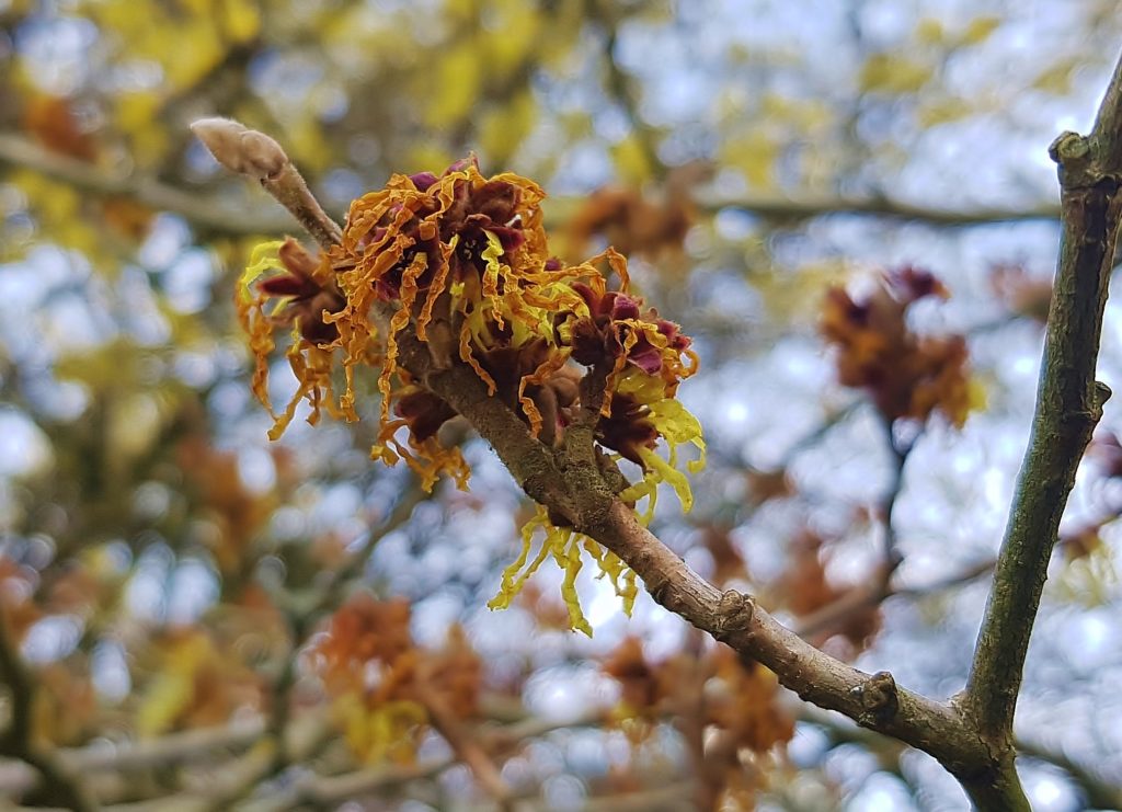 Zaubernuss, Hamamelis