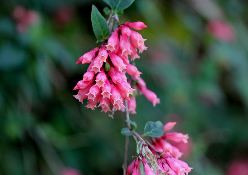 Nachtschattengewächse, Solanaceae, Hammerstrauch, Cestrum, Mexikanischer Hammerstrauch, Cestrum elegans