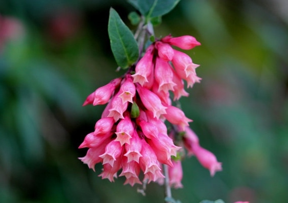 Nachtschattengewächse, Solanaceae, Hammerstrauch, Cestrum, Mexikanischer Hammerstrauch, Cestrum elegans