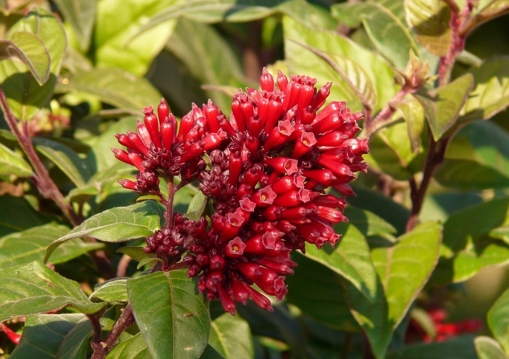 Nachtschattengewächse, Solanaceae, Hammerstrauch, Cestrum, Mexikanischer Hammerstrauch, Cestrum elegans