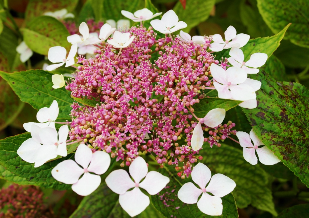 Hortensien, Hortensie, Raue Horstensie, Samthortensie, Hydrangea, Hydrangea aspera