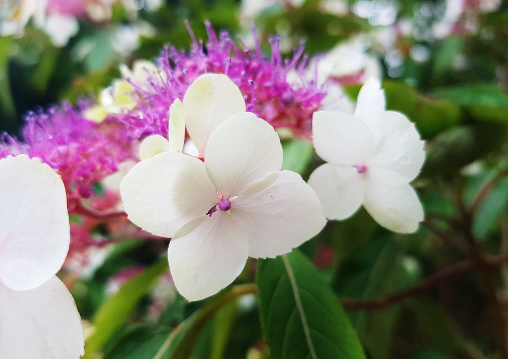 Hortensien, Hortensie, Raue Horstensie, Samthortensie, Hydrangea, Hydrangea aspera