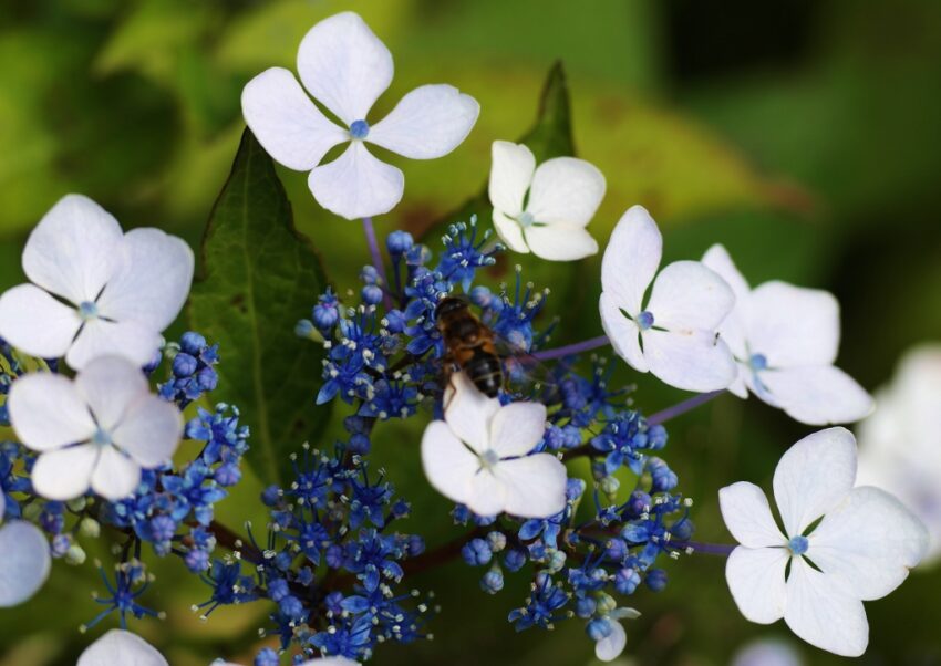 Hortensien überwintern, Hortensien, Hortensie, Bauernhortensie, Hydrangea, Hydrangea macrophylla