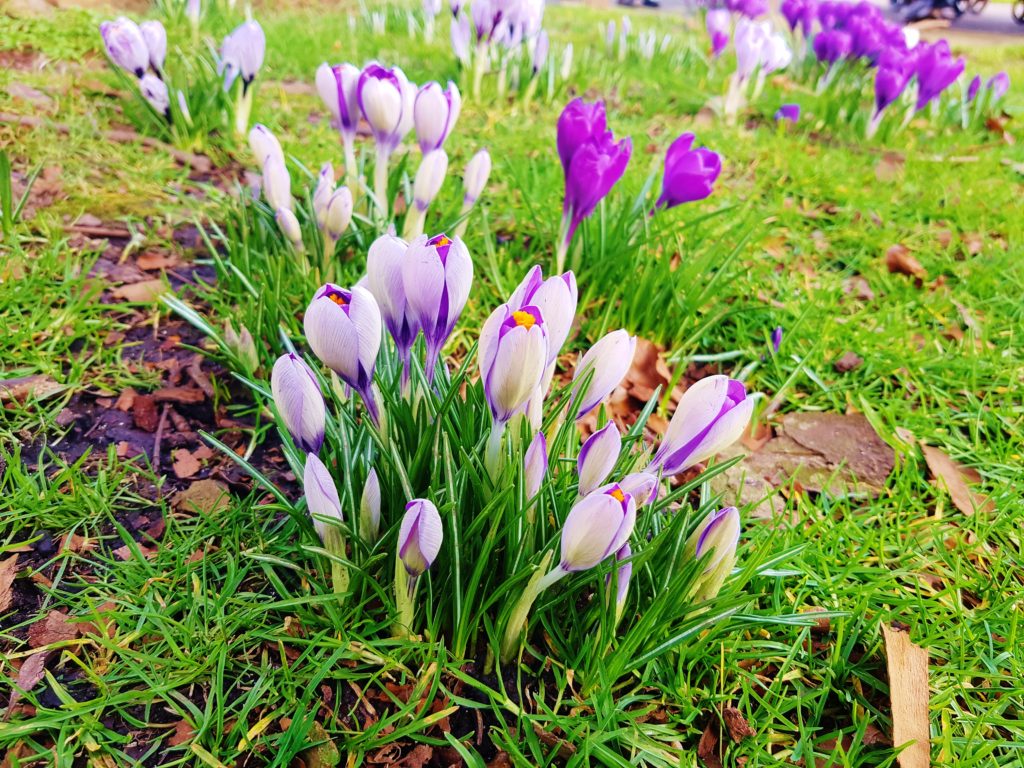 Krokus, Krokusse, Crocus