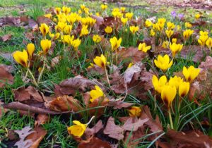 Krokus, Krokusse, Crocus