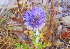 Kugeldistel, Kugeldisteln, Echinops
