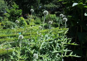 Kugeldistel, Kugeldisteln, Echinops