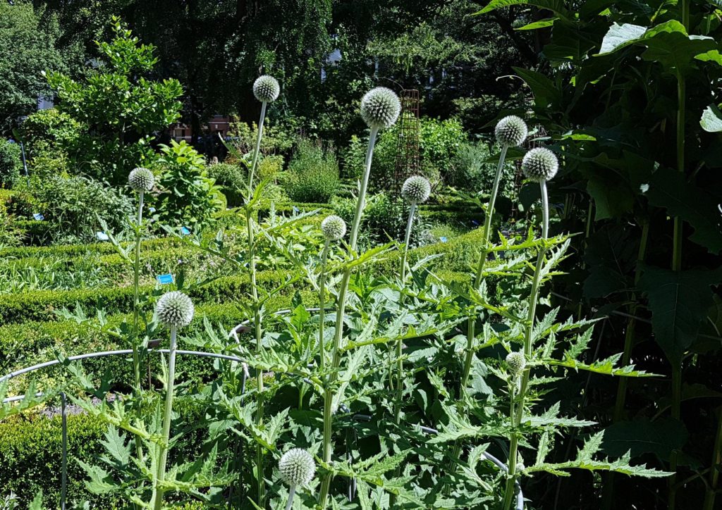 Kugeldistel, Kugeldisteln, Echinops