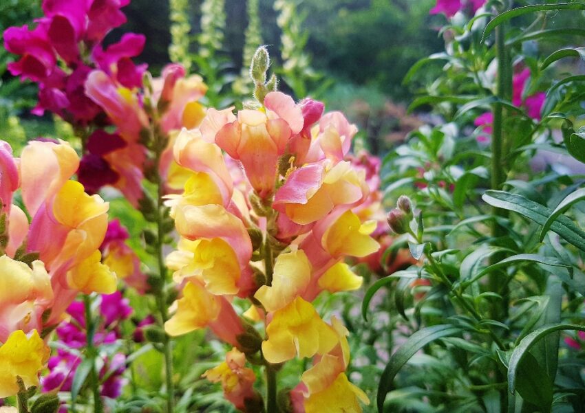 Löwenmäulchen, Antirrhinum, Löwenmäuler