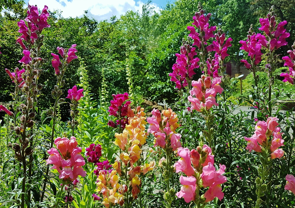 Löwenmäulchen, Antirrhinum, Löwenmäuler