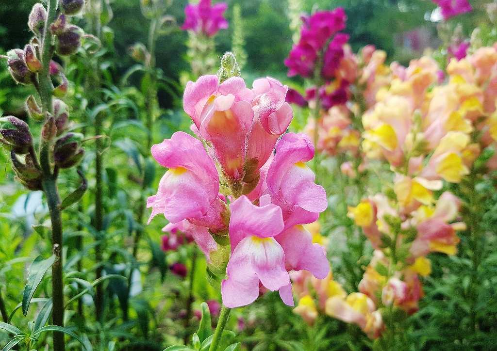 Löwenmäulchen, Antirrhinum, Löwenmäuler