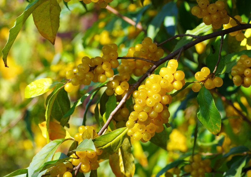 Ölweide, Reichblütige Ölweide, Elaeagnus, Elaeagnus multiflora