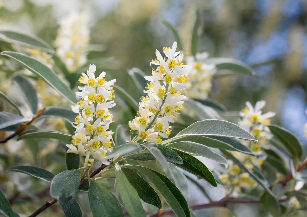 Ölweide pflanzen, Elaeagnus, Ölweide