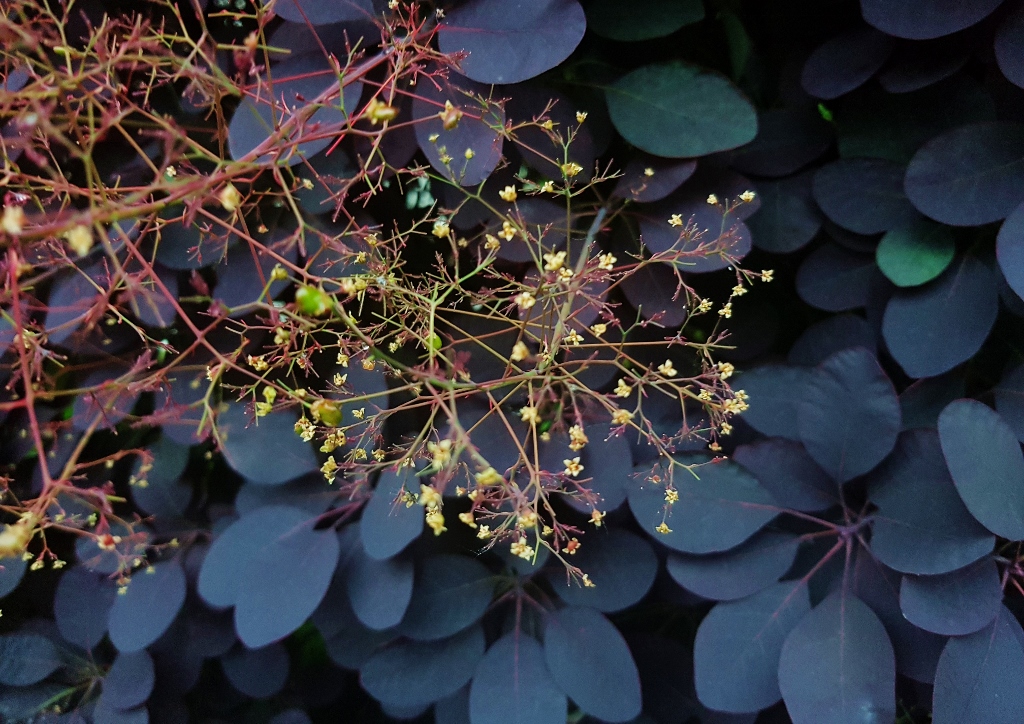 Perückenstrauch, Cotinus, Cotinus coggygria