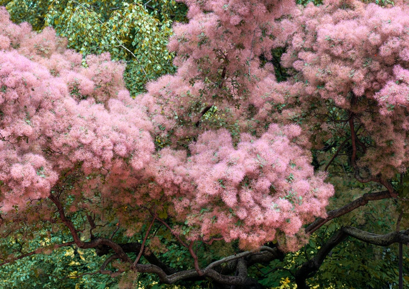 Perückenstrauch, Cotinus, Cotinus coggygria