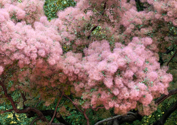 Perückenstrauch, Cotinus, Cotinus coggygria