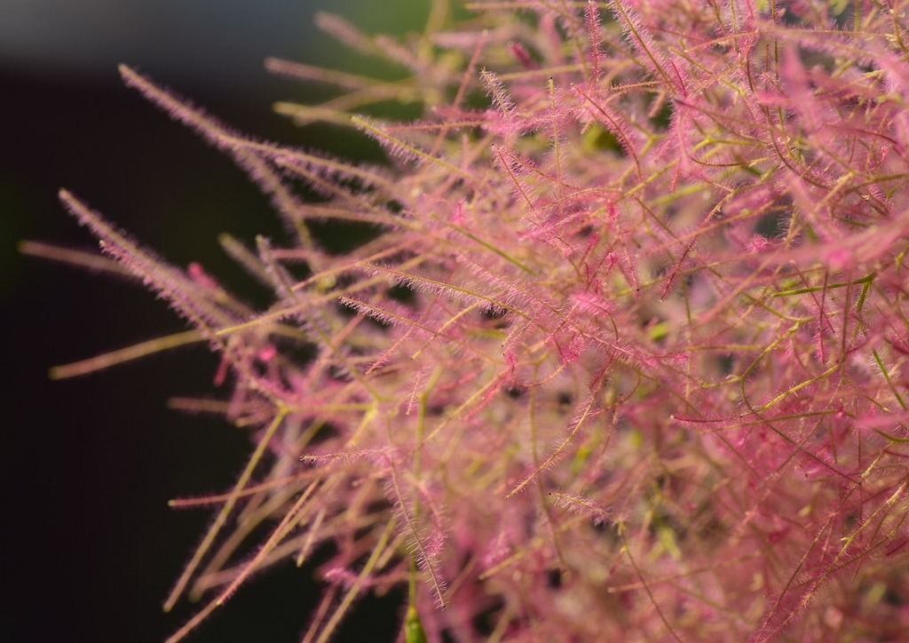 Perückenstrauch, Cotinus, Cotinus coggygria