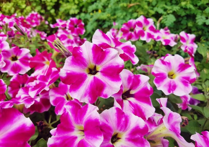 Petunie, Petunien, Petunia, Petuniensroten, Armore Pink Heart, Garten-Petunie, Hänge-Petunie, Petunia hybrida