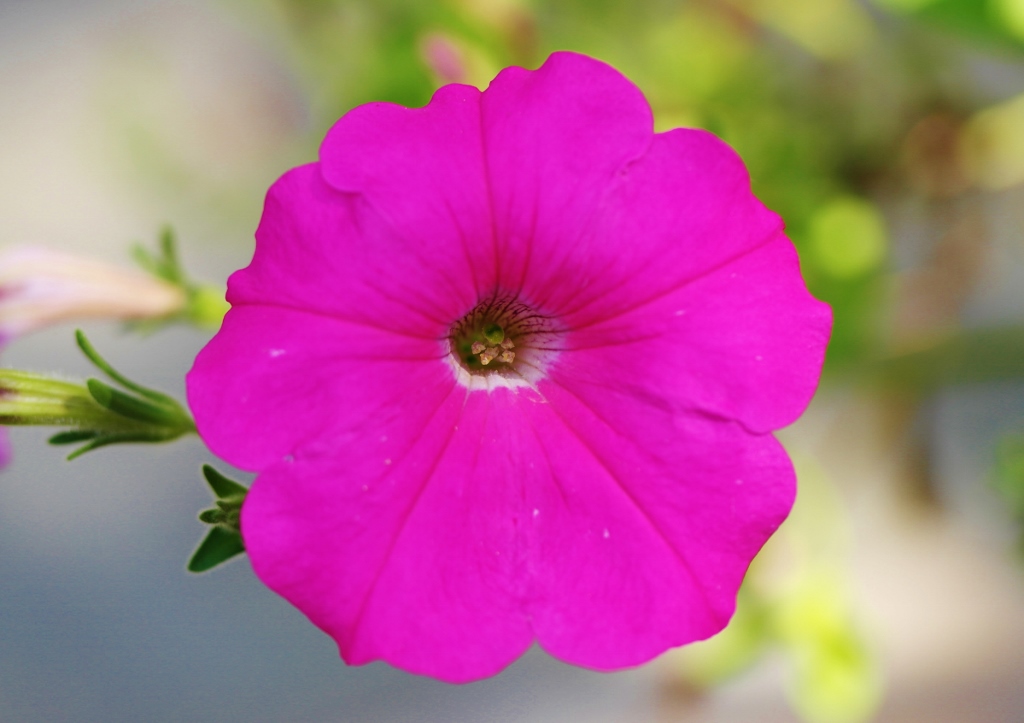 Petunie, Petunien, Petunia