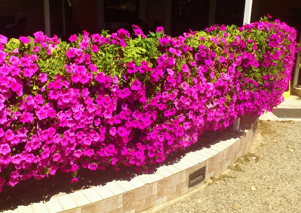 Petunie, Petunien, Petunia, Petunienwall
