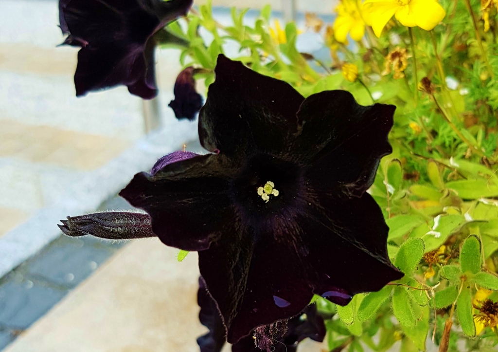 Petunie, Petunien, Petunia, Petuniensroten, Garten-Petunie, Hängepetunie, Petunia hybrida, Pegasus Table Black, Schwarze Petunie