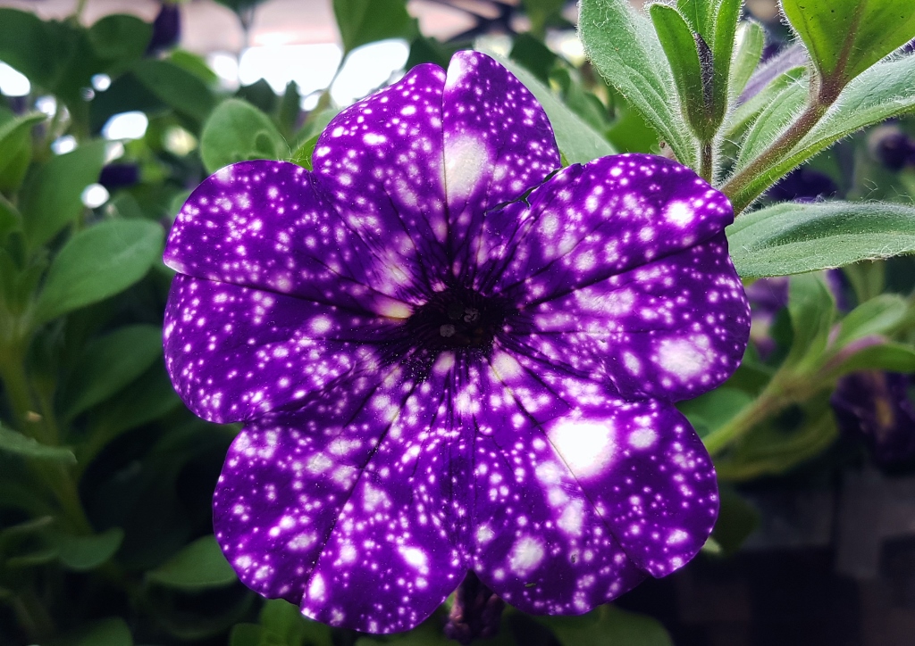 Petunie, Petunia, Night Sky, Midnight Sky