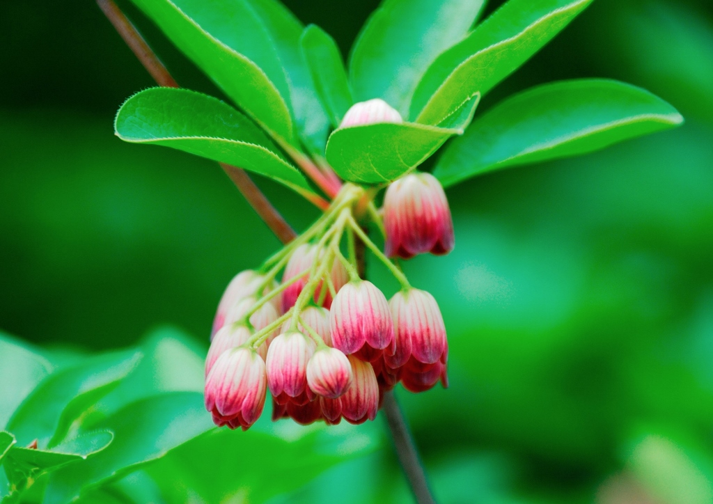 Prachtglocke, Enkianthus, Glockige Prachtglocke, Enkianthus campanulatus