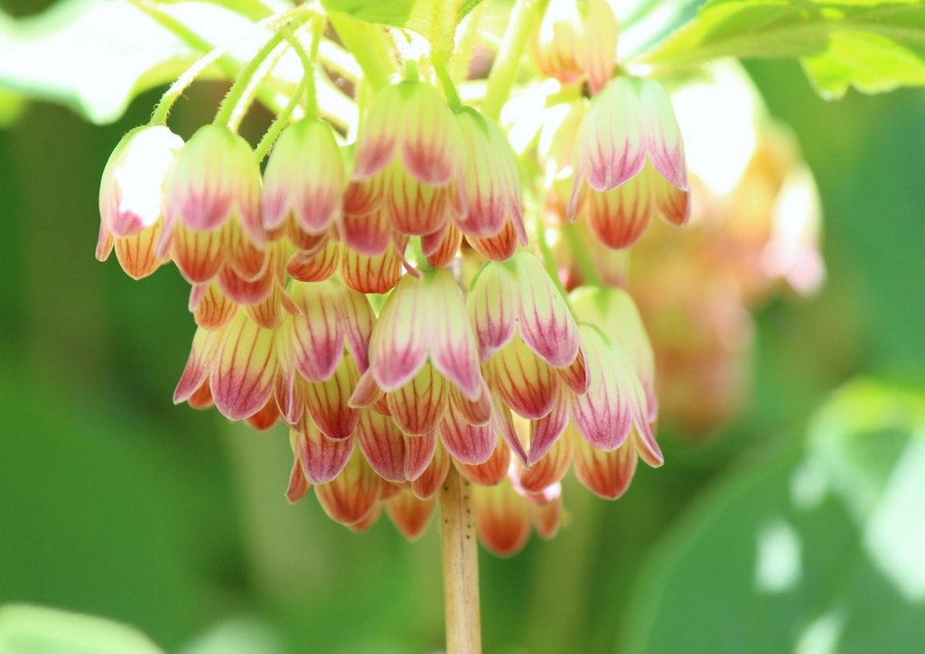 Prachtglocke, Enkianthus, Glockige Prachtglocke, Enkianthus campanulatus
