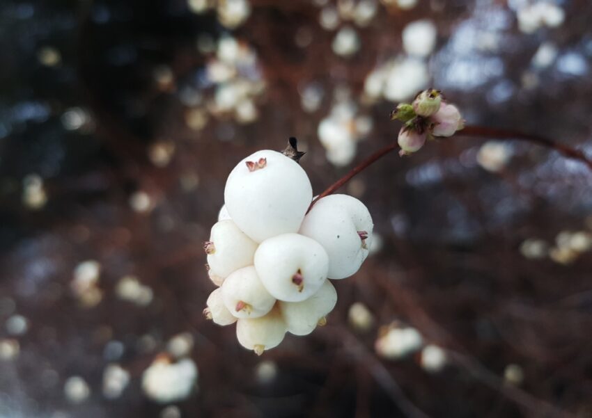 Schneebeere, Gewöhnliche Schneebeere, Knallerbsenstrauch, Symphoricarpos , Symphoricarpos albus