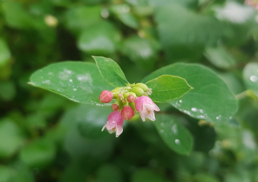 Schneebeere, Gewöhnliche Schneebeere, Knallerbsenstrauch, Symphoricarpos , Symphoricarpos albus