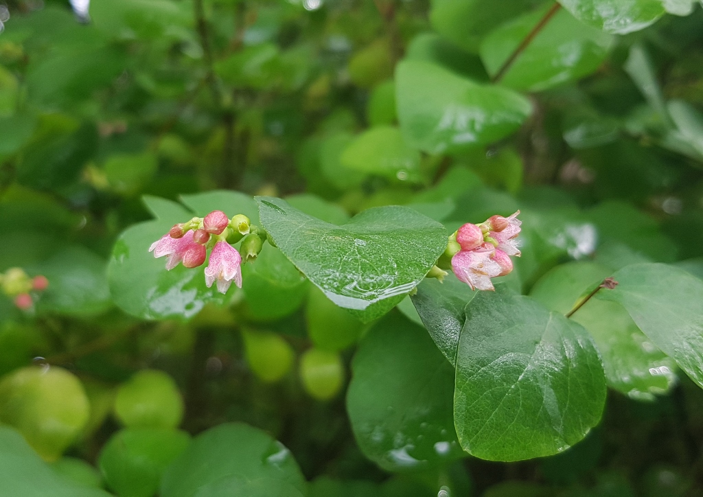 Schneebeere, Gewöhnliche Schneebeere, Knallerbsenstrauch, Symphoricarpos , Symphoricarpos albus, Knallerbsenstrauch pflanzen