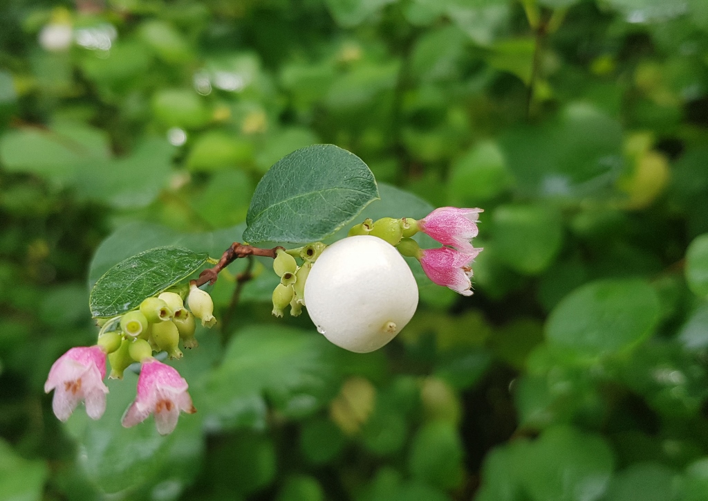 Schneebeere, Gewöhnliche Schneebeere, Knallerbsenstrauch, Symphoricarpos , Symphoricarpos albus