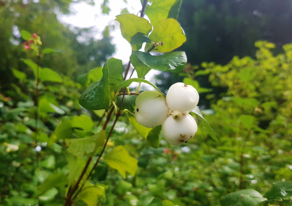Schneebeere, Gewöhnliche Schneebeere, Knallerbsenstrauch, Symphoricarpos , Symphoricarpos albus