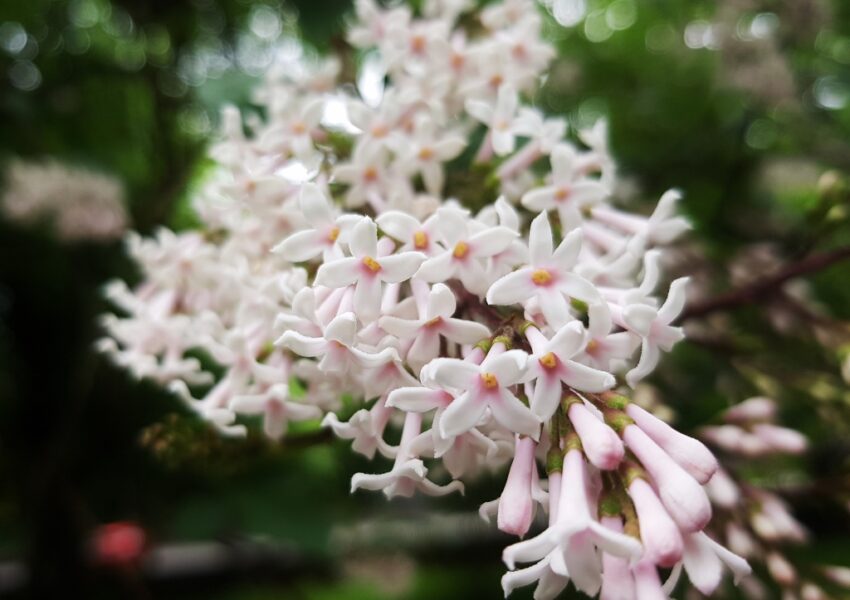 Schneeball pflanzen, Schneeball, Winterschneeball, Bodnant-Schneeball, Viburnum, Viburnum bodnantense, Duftschneeball, Winterschneeball 'Dawn'