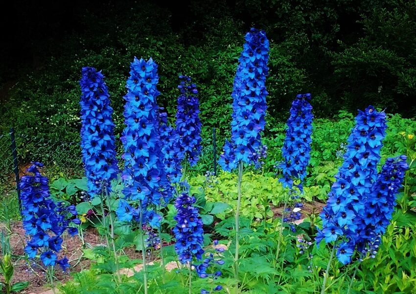 Rittersporn pflanzen, Rittersporn, Rittersporne, blauer Rittersporn, Delphinium