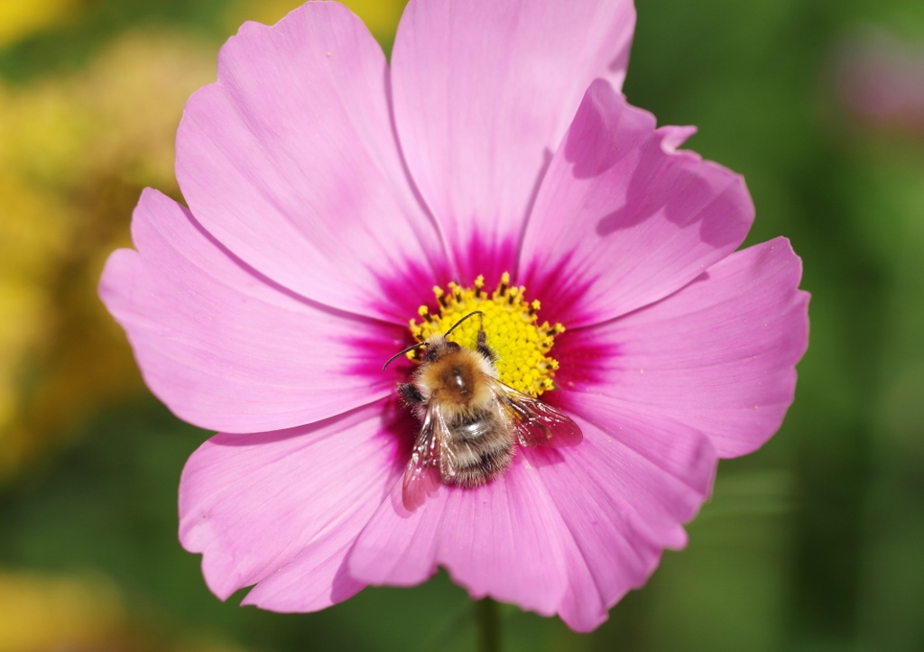 Kosmee, Kosmeen, Schmuckkörbchen, Fiederblättriges Schmuckkörbchen, Gewöhnliches Schmuckkörbchen, Cosmos, Cosmos bipinnatus, Cosmea, Cosmea bipinnata