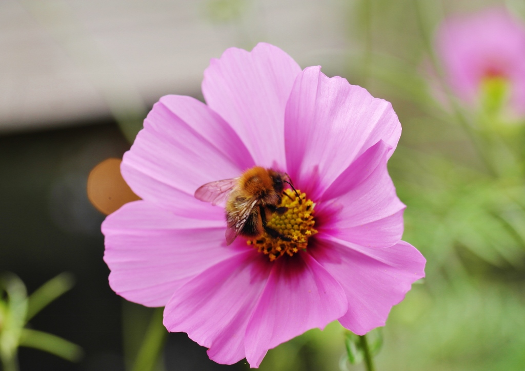 Kosmee, Kosmeen, Schmuckkörbchen, Fiederblättriges Schmuckkörbchen, Gewöhnliches Schmuckkörbchen, Cosmos, Cosmos bipinnatus, Cosmea, Cosmea bipinnata