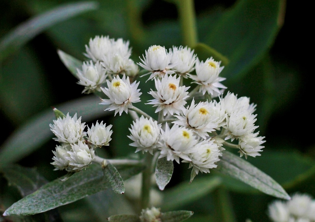 Perlkörbchen, Anaphalis, Anaphalis triplinervis, Sibirisches Edelweiß