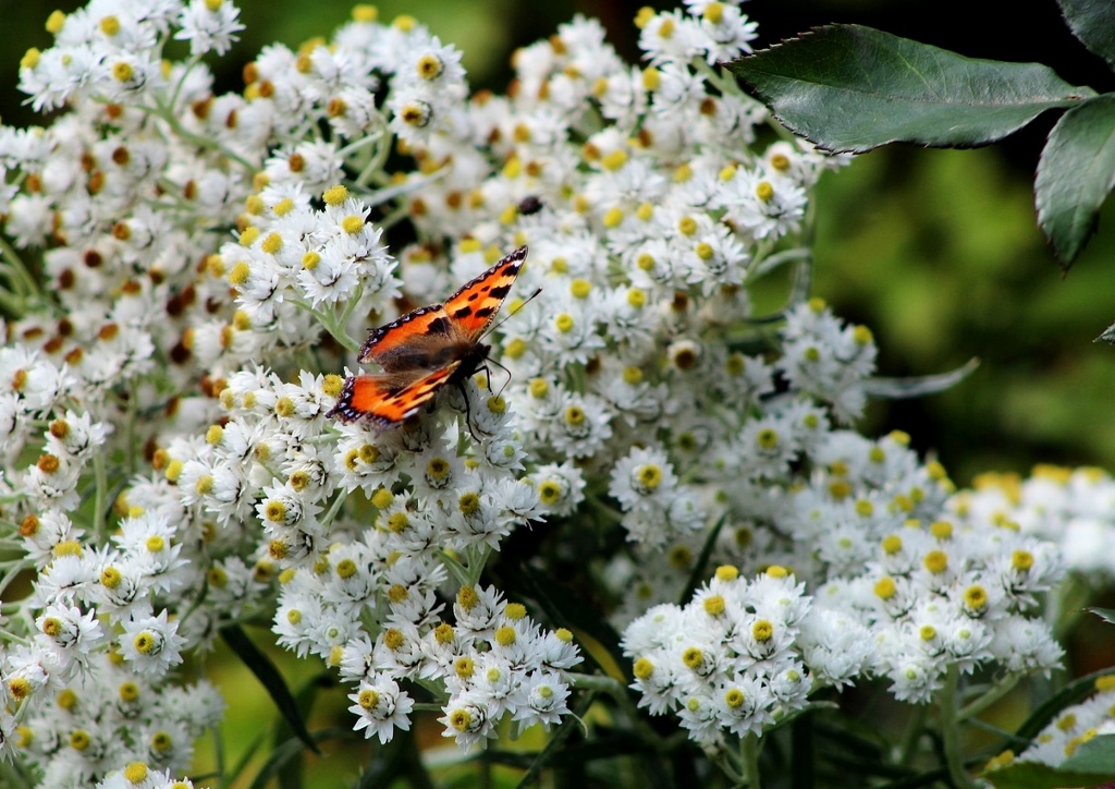 Perlkörbchen, Anaphalis, Anaphalis triplinervis, Sibirisches Edelweiß
