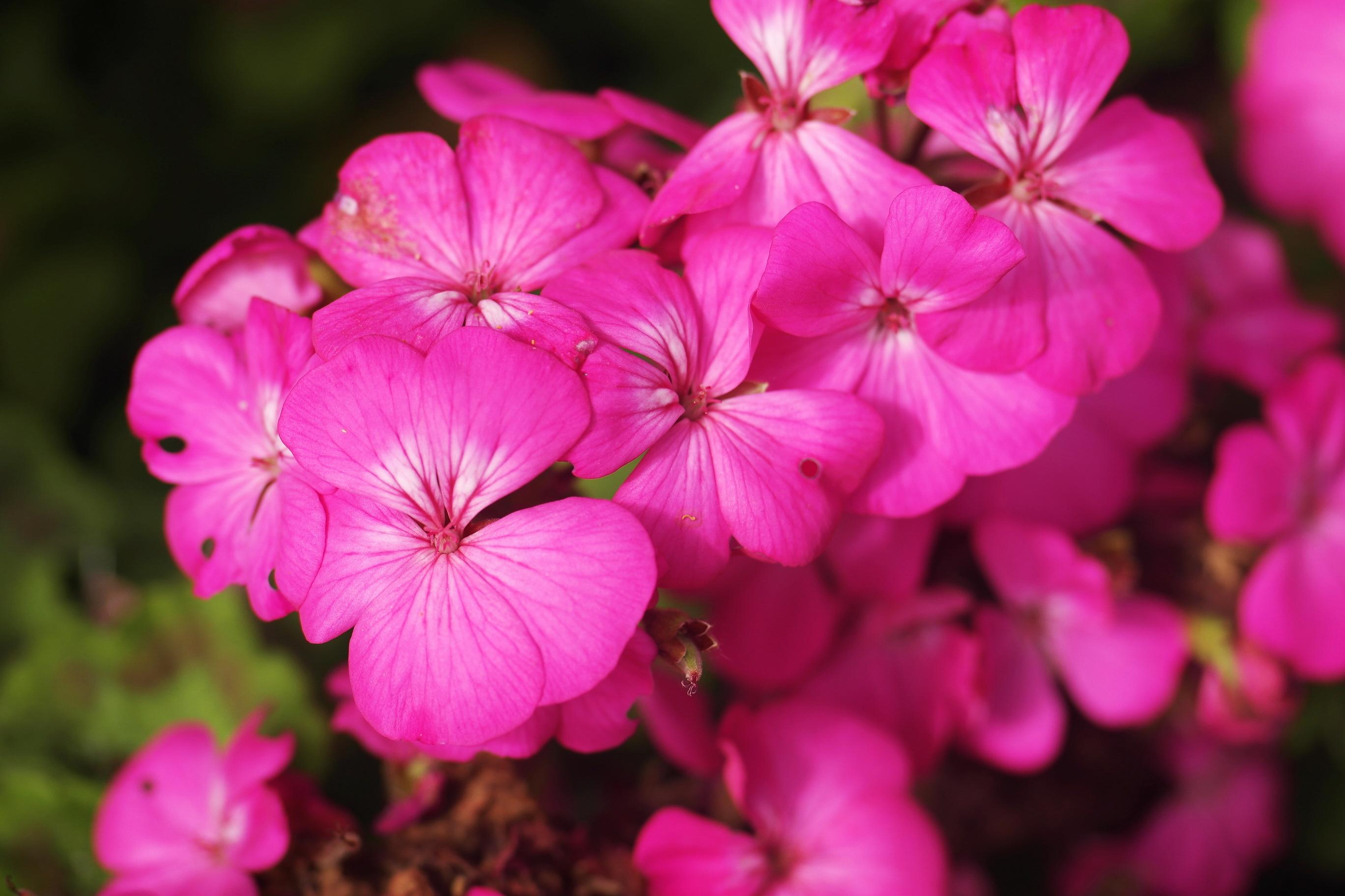 Flammenblume, Phlox, rosa Phlox, rosa Blüten, Phlox Blüten, Polster-Phlox