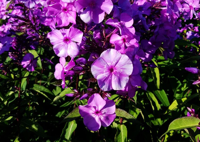 Flammenblume, Phlox, Stauden-Phlox, Phlox paniculata, Blue Paradise