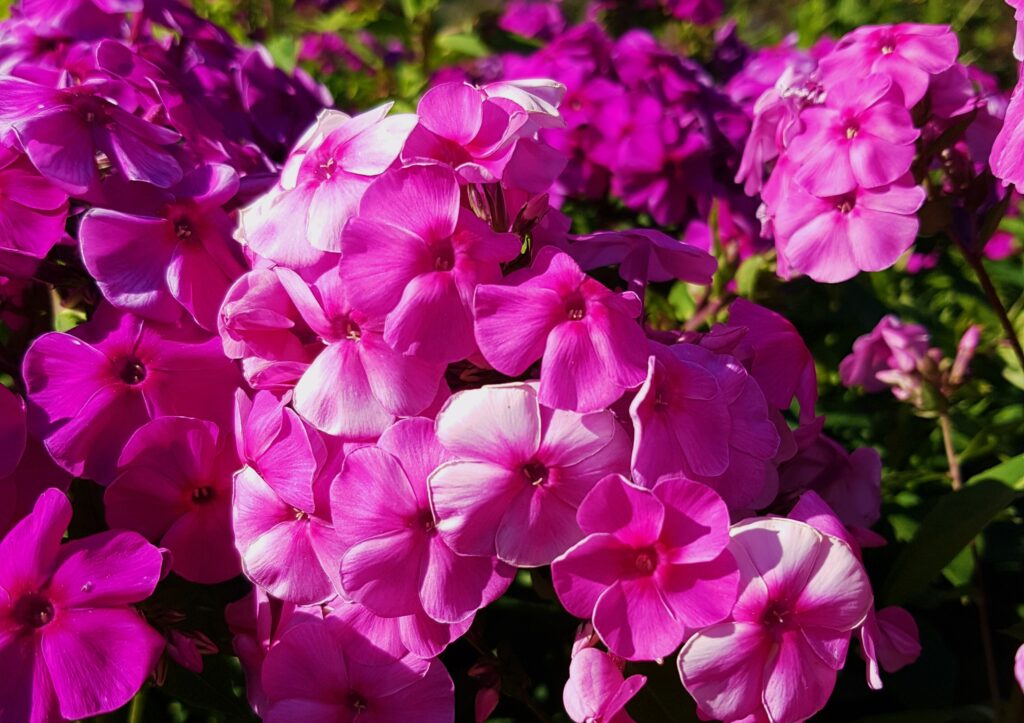 Flammenblume, Phlox, rosa Phlox, rosa Blüten, Phlox Blüten