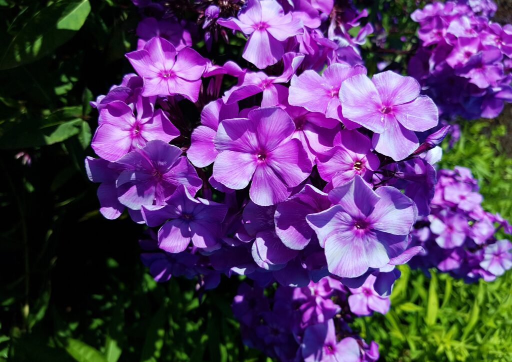 Flammenblume, Phlox, violetter Phlox, violette Blüten, Phlox Blüten