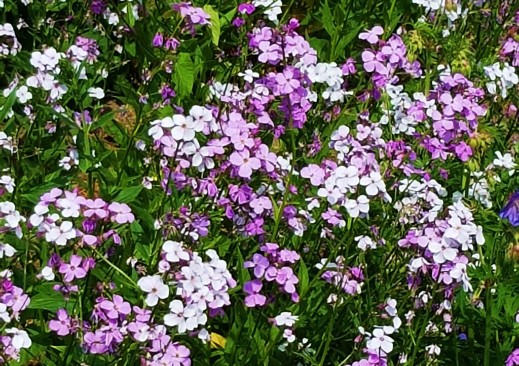 zweifarbiger Phlox, Phlox, Phlox Blüte