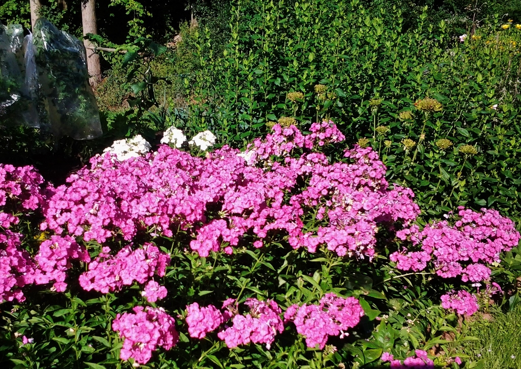 Flammenblume, Phlox, rosa Phlox, rosa Blüten, Phlox Blüten