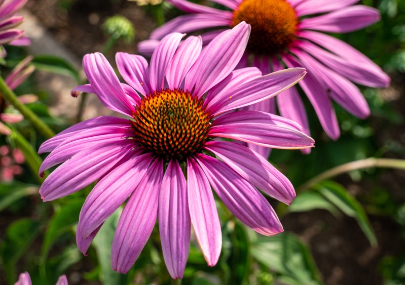 Sonnenhut, Purpur-Sonnenhut, Echinacea, Echinacea purpurea